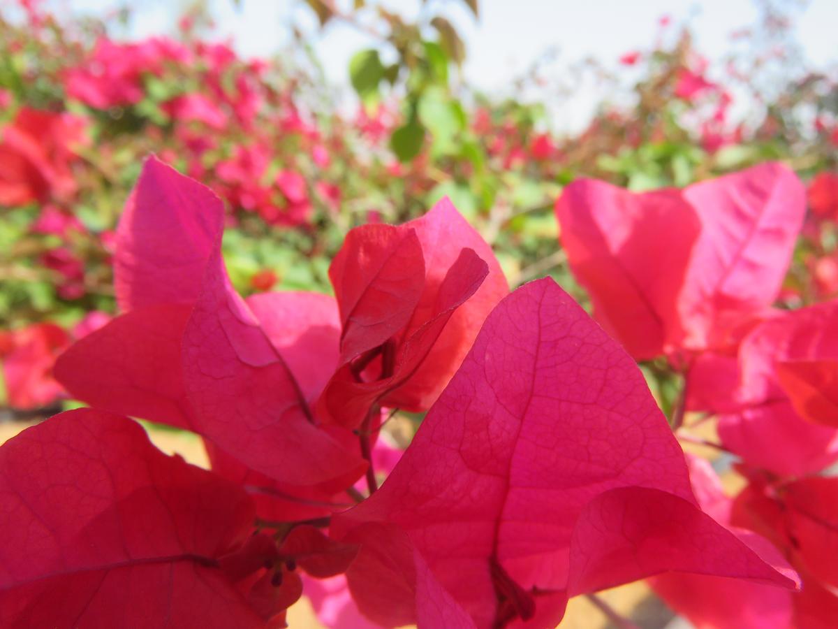 Bermuda Villas Holiday Home Ras al-Khaimah Quarto foto